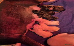 English Bull Terrier dogs for sale: English Bull Terriers Champion Bloodlines  - Image 2