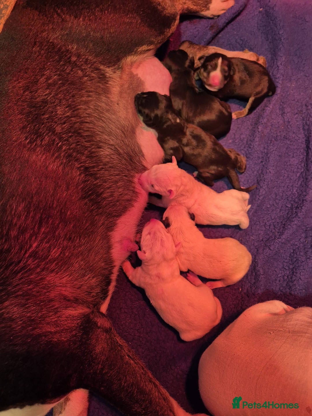 English Bull Terrier dogs for sale: English Bull Terriers Champion Bloodlines  - Image 2