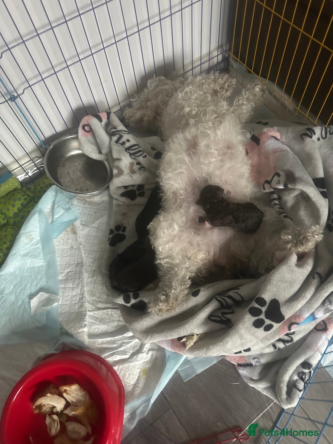 Maltipoo dogs for sale: Toy maltipoos - Image 3