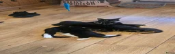 Mixed Breed cats for sale: Kittens for sale ready now  in Newcastle upon Tyne - Advert 9
