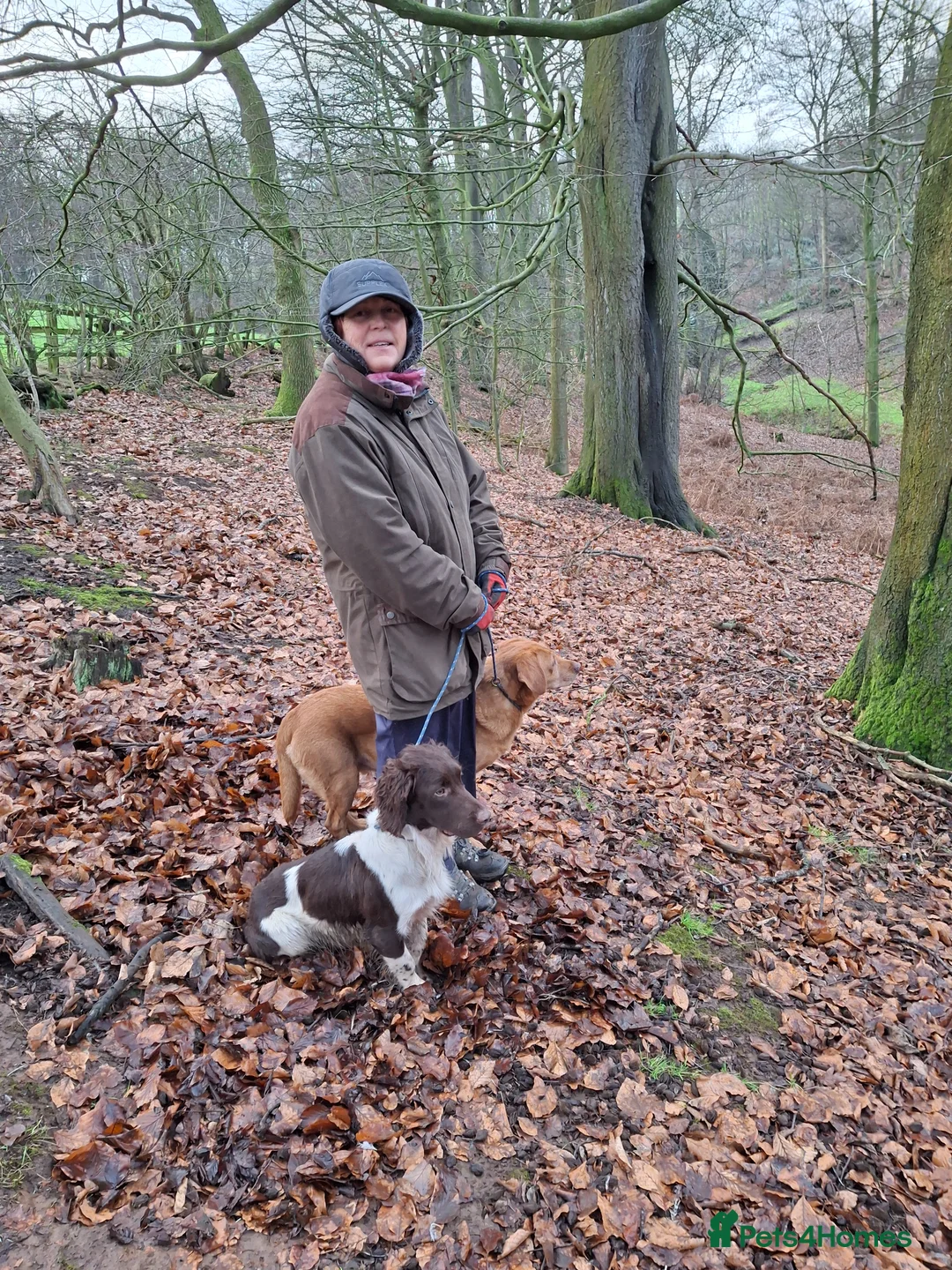 English Springer Spaniel dogs for stud: Salrowbra Gundogs standing at Stud - Advert 2