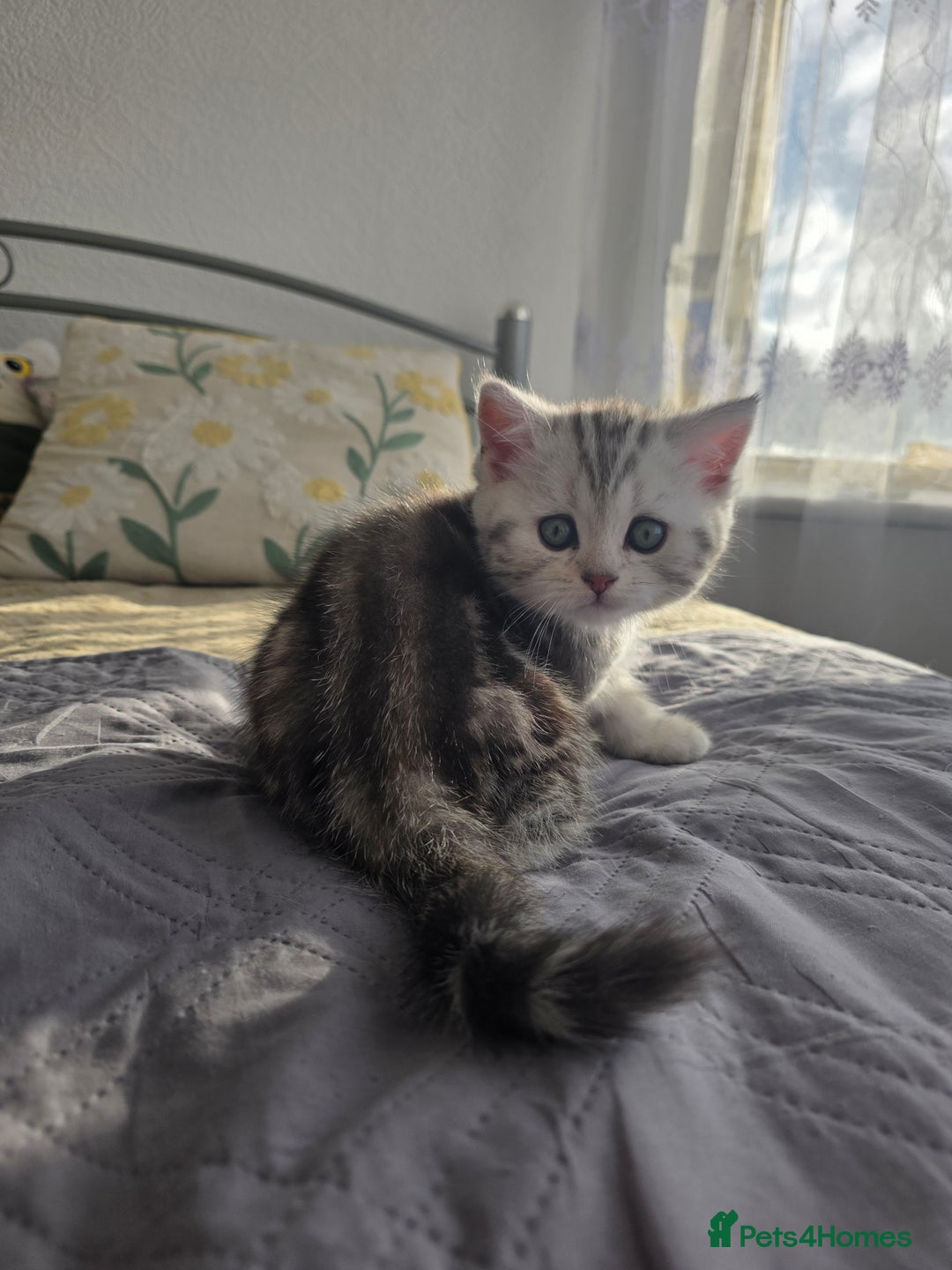 Scottish Fold cats for sale: Tabby Scottish Fold Kittens - Advert 13