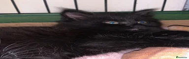 Mixed Breed 1