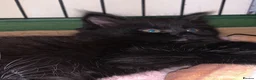 Mixed Breed cats for sale: Three adorable kittens  - Advert 4