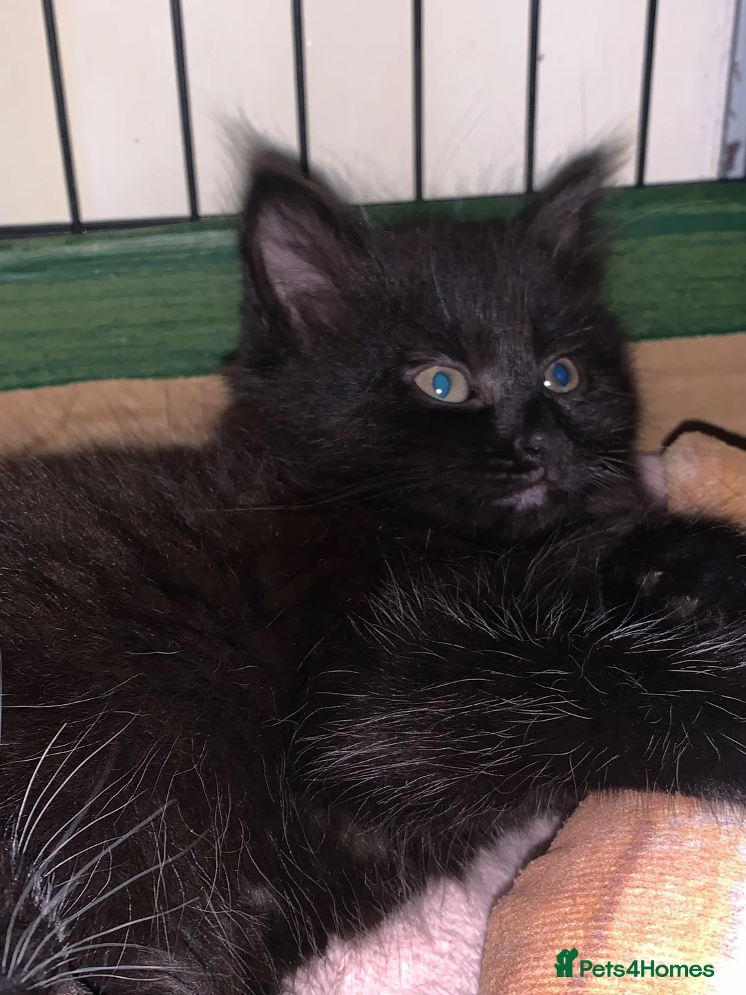 Mixed Breed cats for sale: Three adorable kittens  - Advert 4