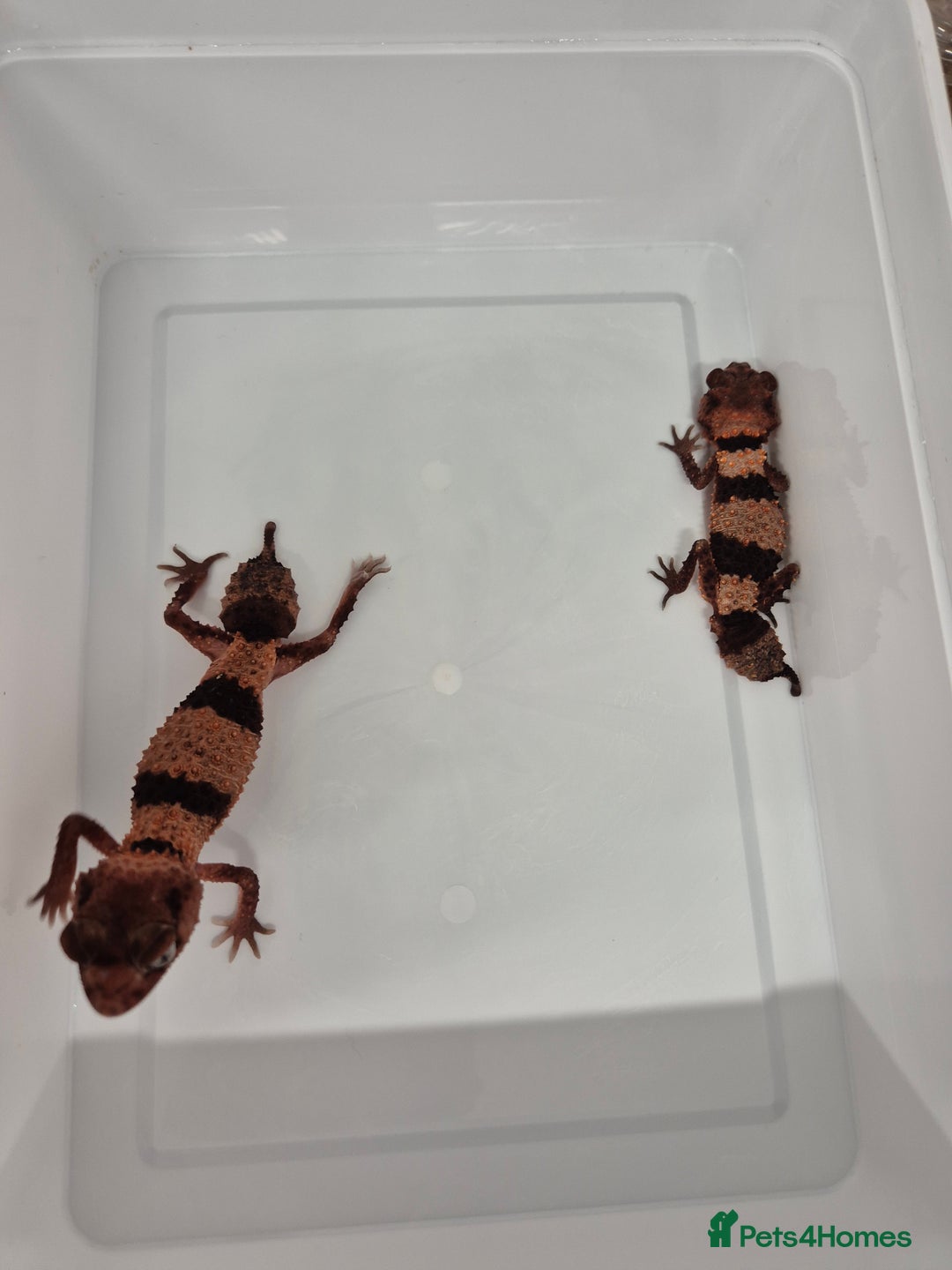 Gecko reptiles for sale: 2x knob tailed geckos for sale - Advert 3