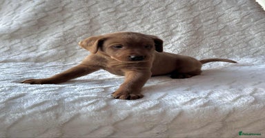 Labrador Retriever dogs KC Registered Fox Red Labrador puppies - Advert 14