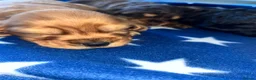 Cocker Spaniel dogs for sale: ** Show Cocker Spaniel Pups ** - Advert 25