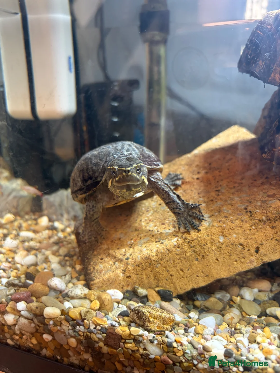 Terrapin reptiles for sale: Common Musk Turtle – Looking for a Loving Home in Stourport-on-Severn - Advert 1