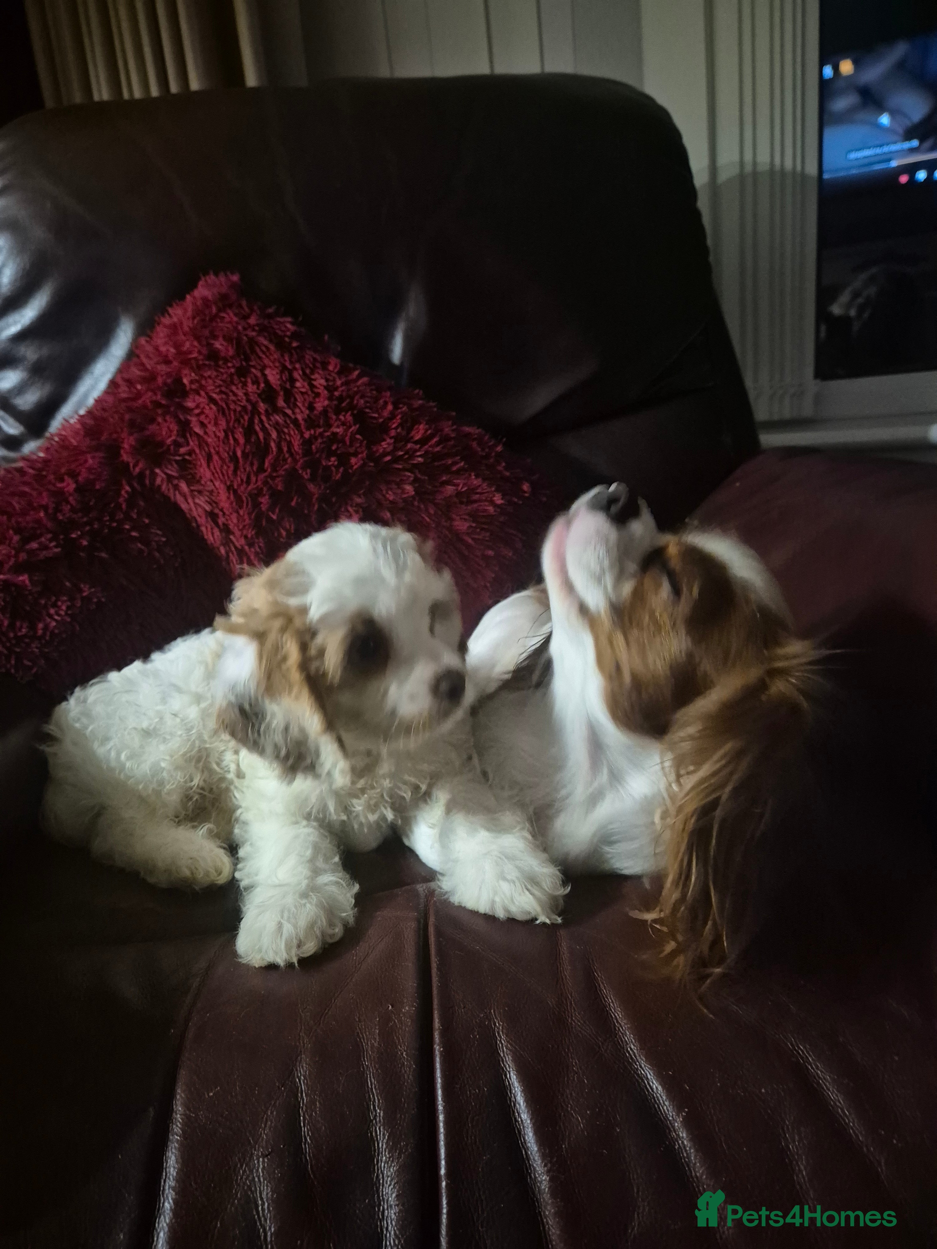 Cavapoo dogs Stunning Male Cavapoo pup. DNA Health tested - Advert 2