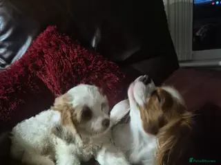 Cavapoo dogs Stunning Male Cavapoo pup. DNA Health tested - Advert 2