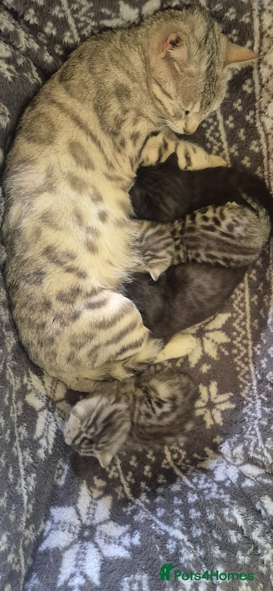 Bengal cats Bengal X British shorthair - Advert 1
