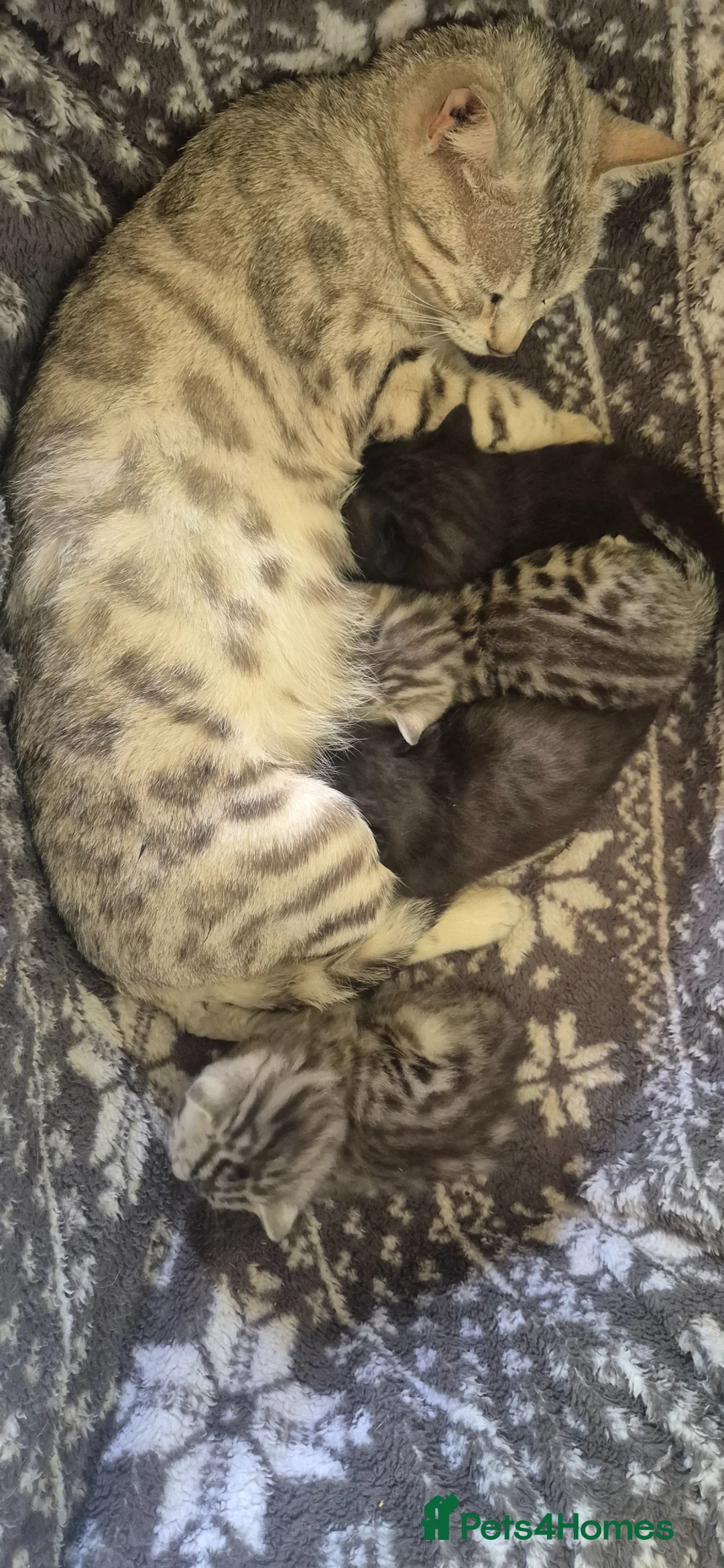 Bengal cats for sale: Bengal X British shorthair in Wigton - Advert 1