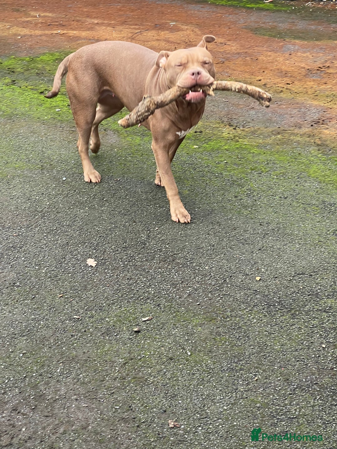 Mixed Breed dogs for sale: American bully/Pit x Rhodesian Ridgeback  - Advert 3