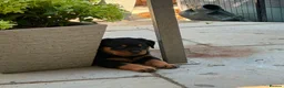Rottweiler dogs for sale: ⭐️4 Rottweiler Boys For Sale ⭐️ - Advert 11
