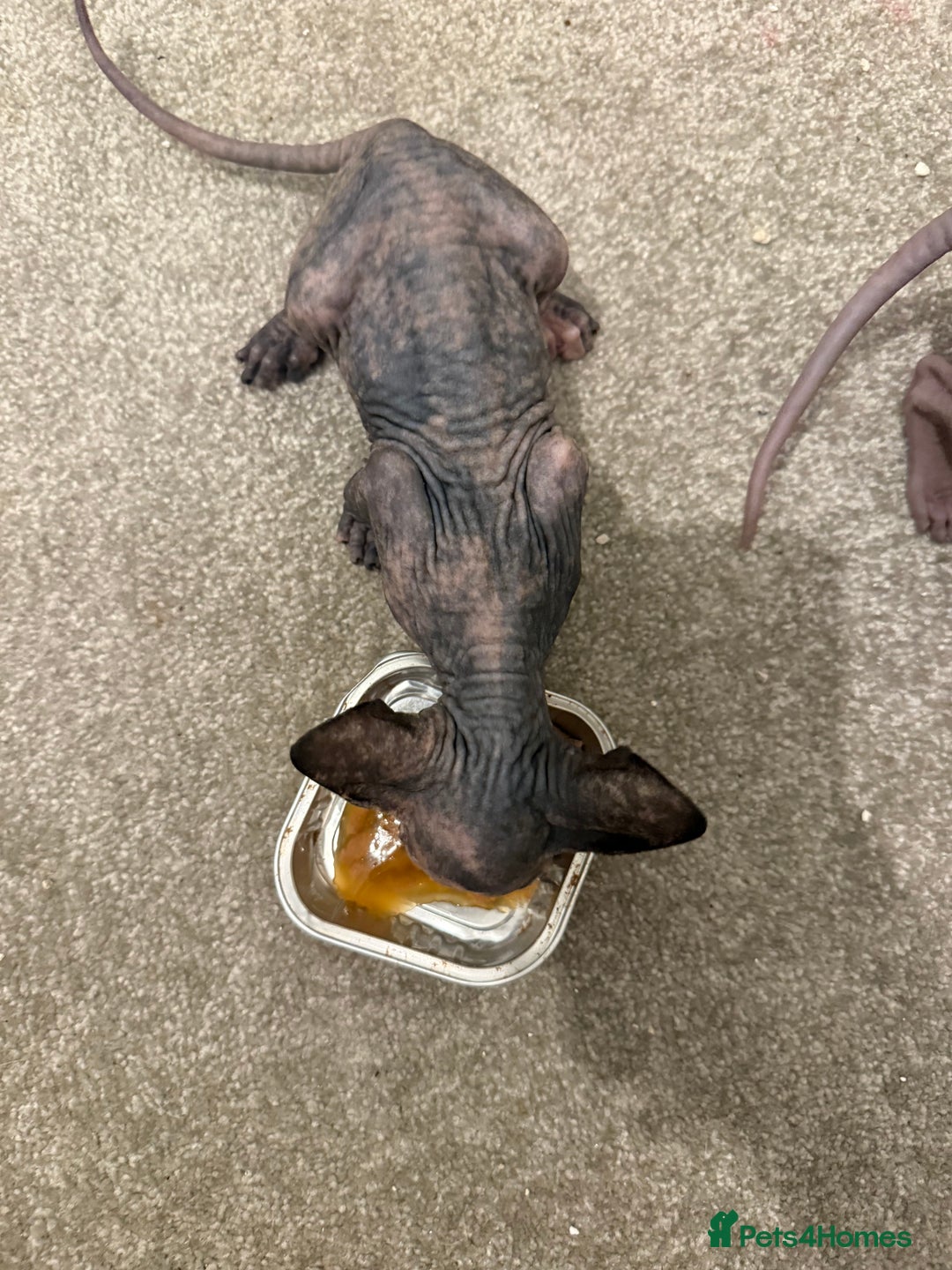 Sphynx cats for sale: Beautiful baby Sphynx  - Advert 7