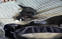 Domestic Shorthair cats for sale: Kitten for sale - Image 4