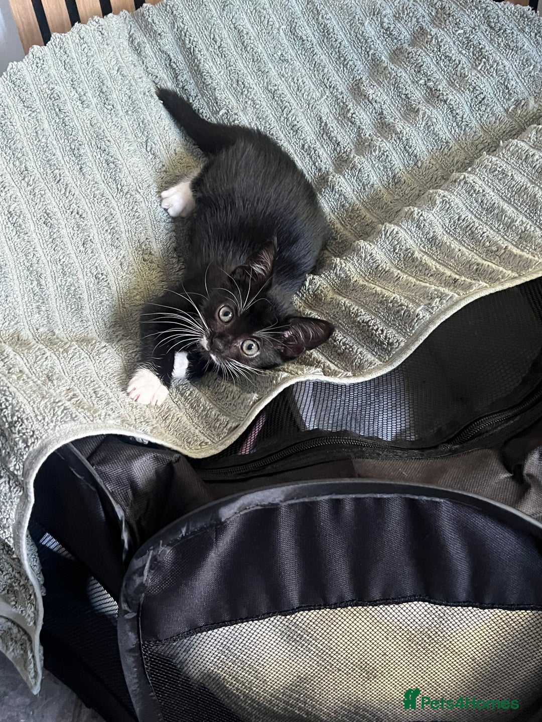 Domestic Shorthair cats for sale: Kitten for sale - Image 4