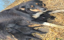Borador dogs for sale: Labrador x collie pups - Image 6