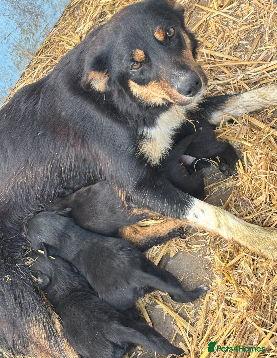 Borador dogs for sale: Labrador x collie pups - Image 6