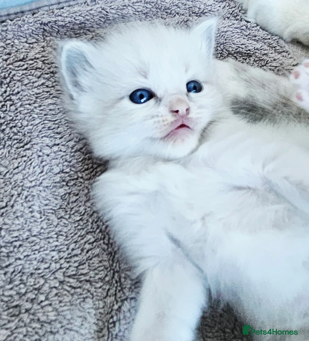 Ragdoll cats for sale: Stunning pure ragdoll kittens * all reserved* - Advert 7