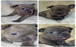 French Bulldog dogs for sale: Lilac blue eyed litter of 6. DWKC registered  - Image 12