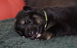 Shepsky dogs for sale: German shepherd x husky puppies - Image 24