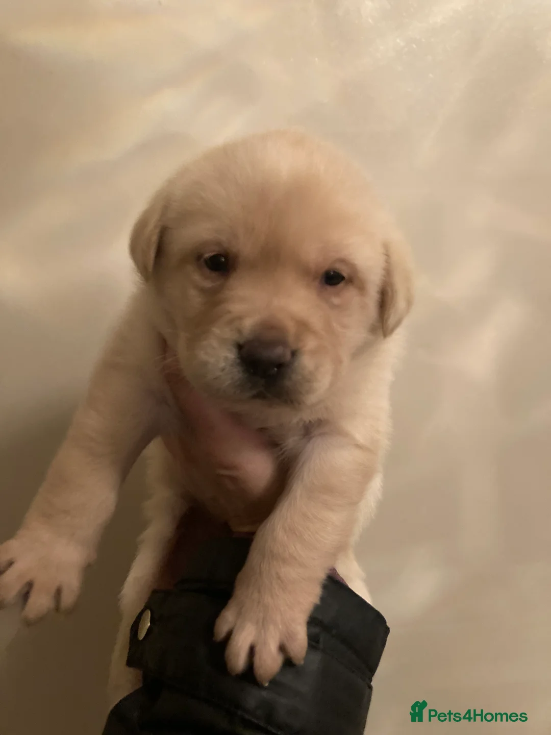 Labrador Retriever dogs for sale: Labrador PUPPIES  - Advert 1