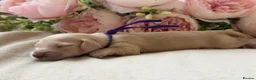 Miniature Dachshund dogs for sale: Cream long haired mini dachshund  in Maidstone - Advert 4
