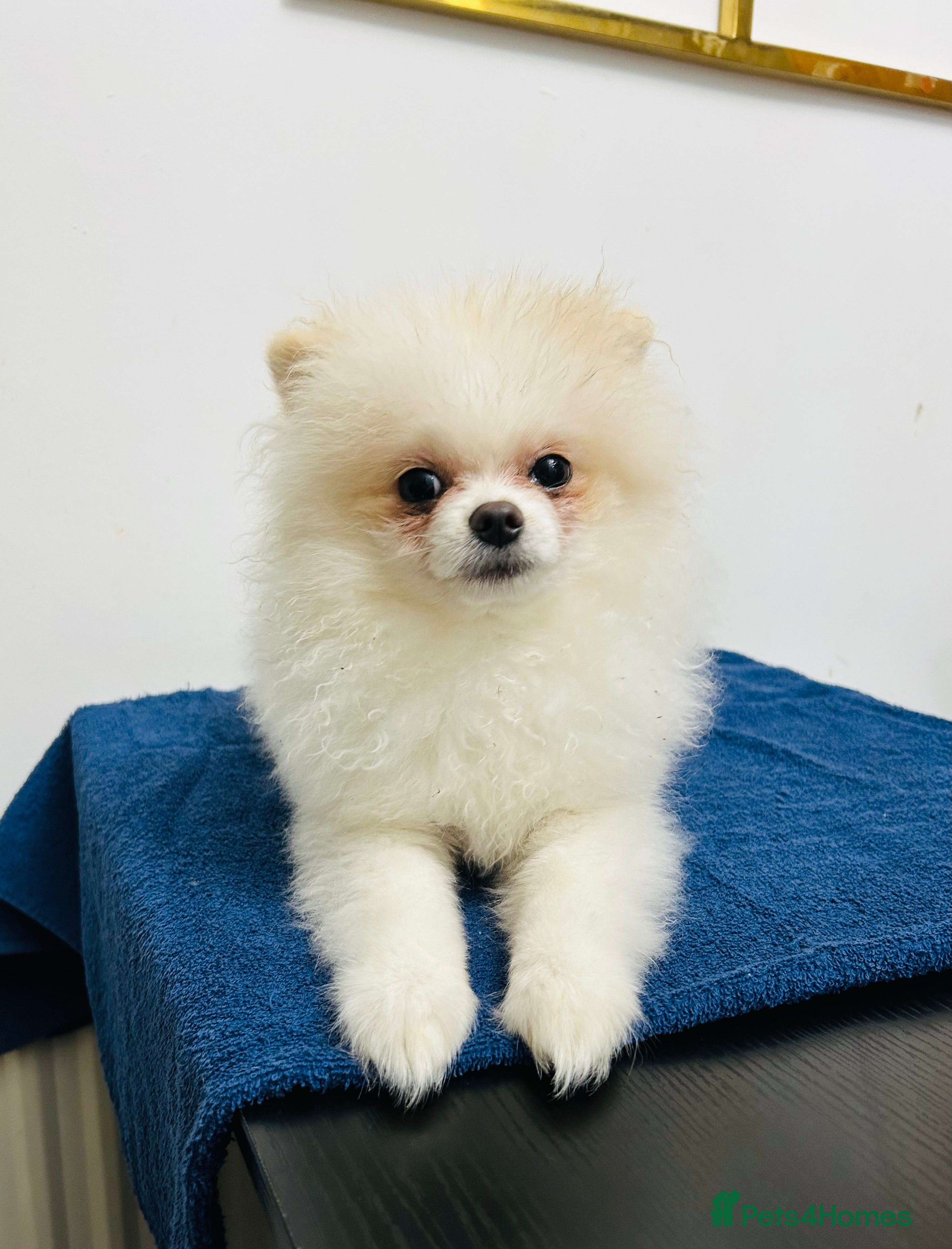 Pomeranian dogs Pomeranian Female Ready - Advert 12