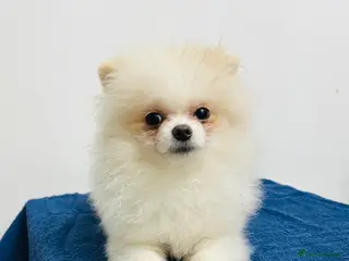 Pomeranian dogs Pomeranian Female Ready - Advert 12