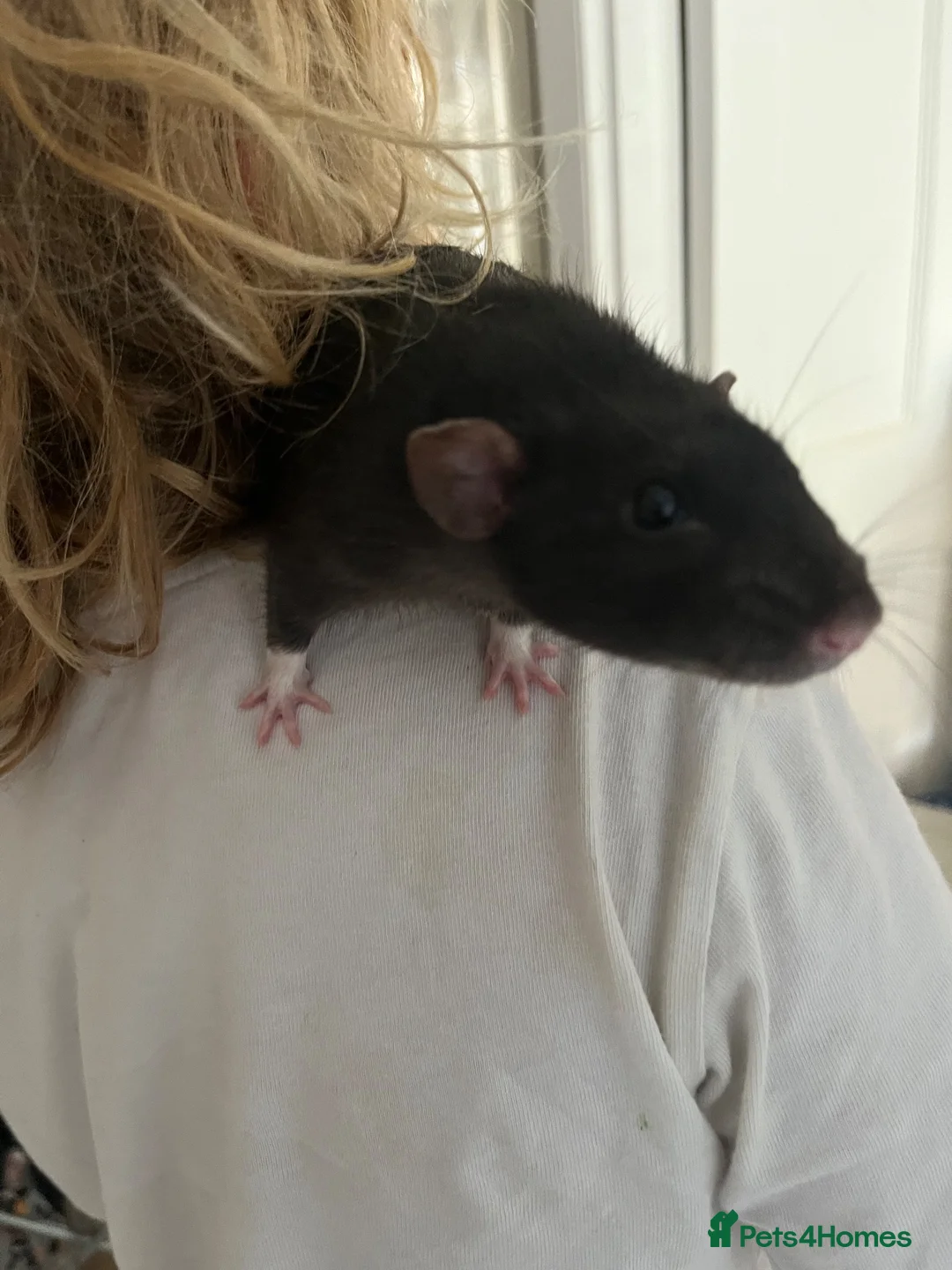 Rat rodents for sale: Two male rats with huge enclosure - Advert 10