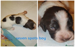 English Springer Spaniel dogs for sale: 🌟 Beautiful Springer Spaniel Litter - Image 9