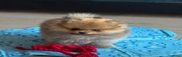 Pomeranian dogs for sale: Two Beautiful Pomeranian Puppies in Blackpool - Advert 4