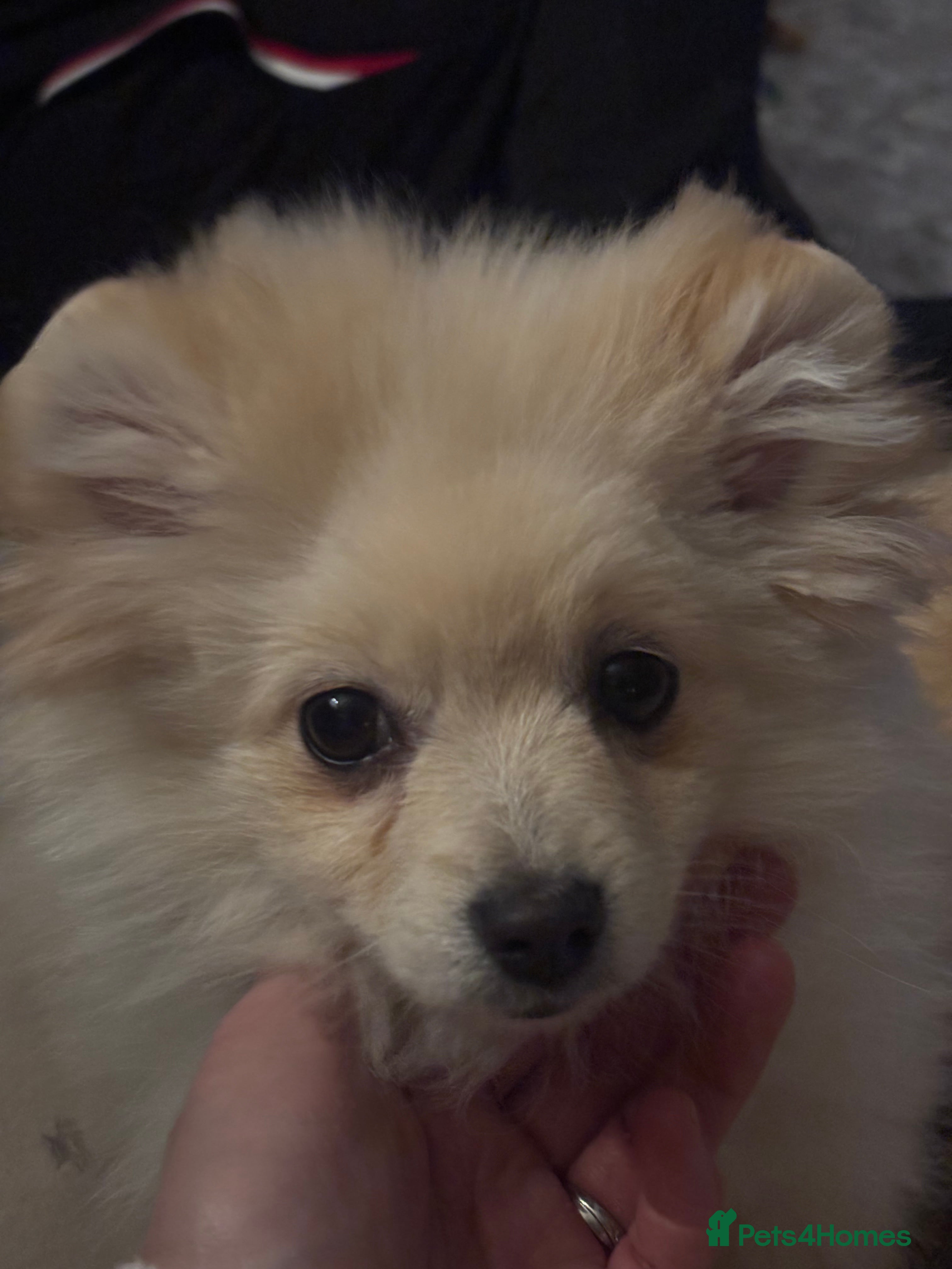 Pomeranian dogs 2 handsome  Pomeranian for a loving home  - Advert 11