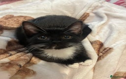 Mixed Breed cats for sale: 2 gorgeous playful kittens - Image 13