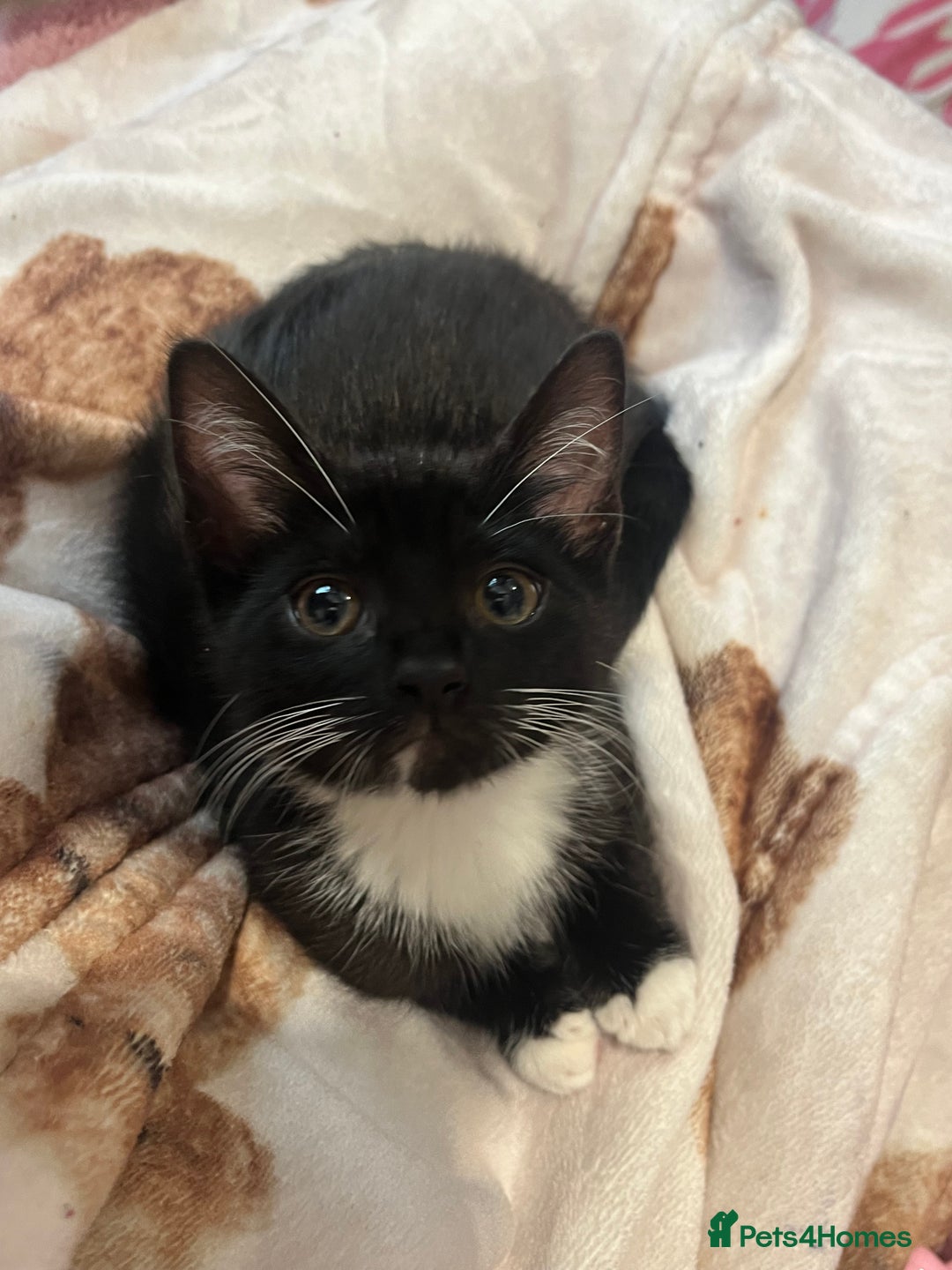 Mixed Breed cats for sale: 2 gorgeous playful kittens - Image 13