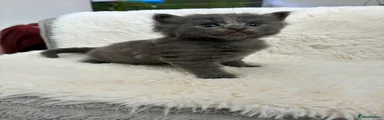 Norwegian Forest Cat 2