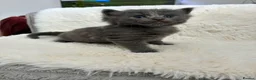 Norwegian Forest Cat cats for sale: Norwegian Forest Cat x Scottish Straight - Advert 7