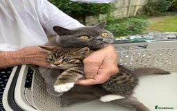 British Shorthair cats for sale: British Shorthair half breed kitten - Image 4