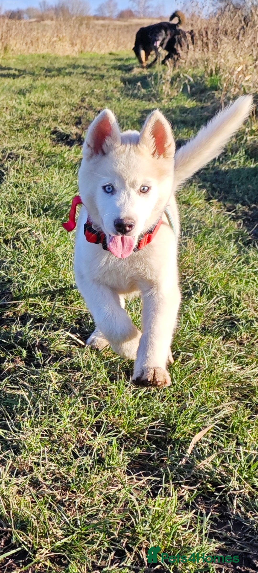 Mixed Breed dogs akita/husky - Advert 3