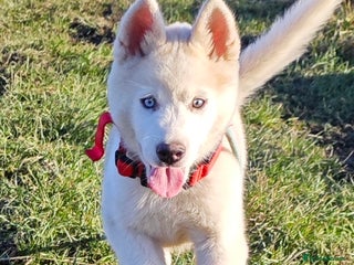 Mixed Breed dogs akita/husky - Advert 3