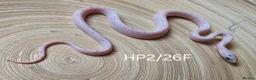 Corn Snake reptiles for sale: Palmetto and caramel palmetto corn snakes  - Advert 14