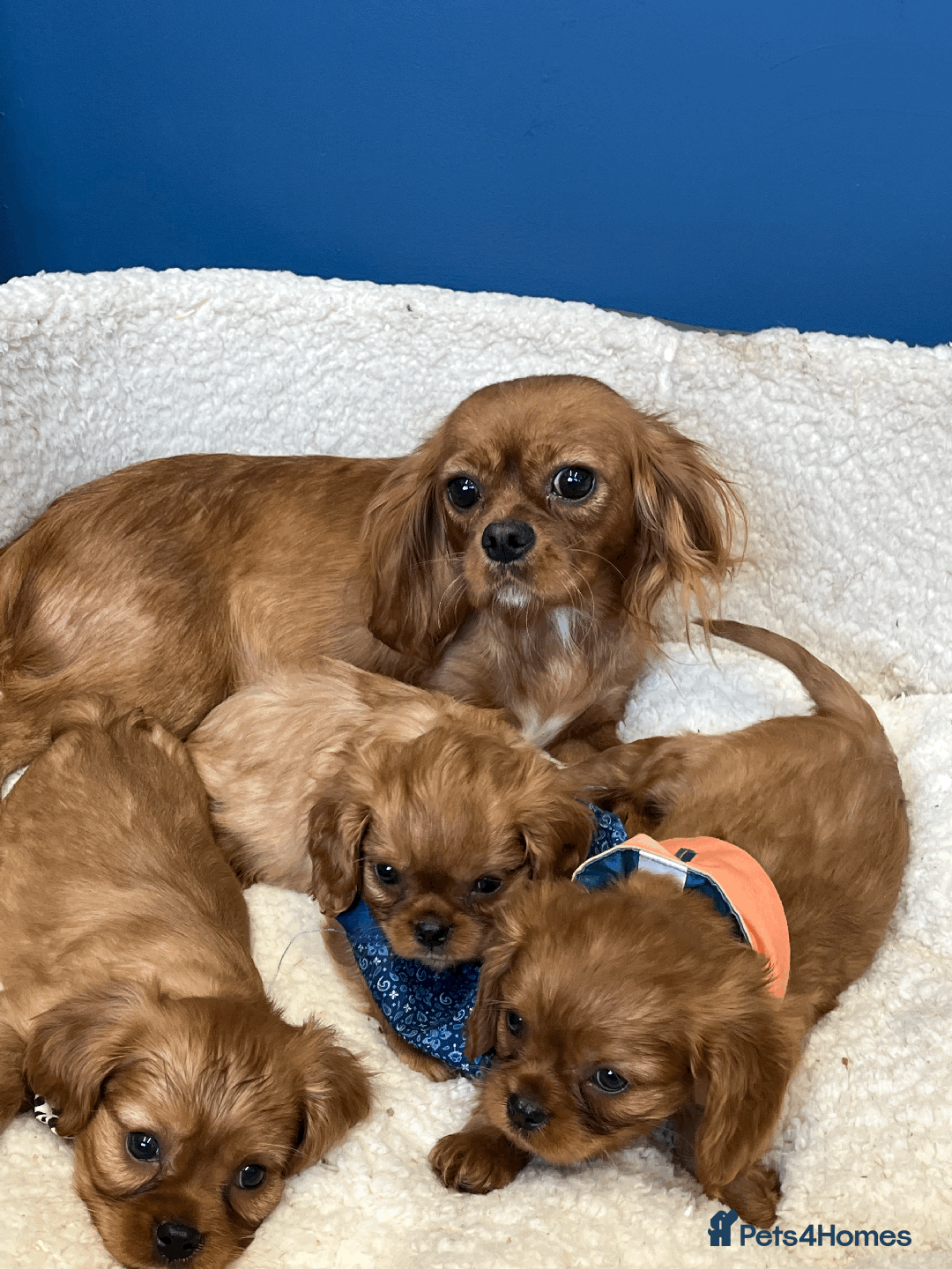Cavalier King Charles Spaniel dogs for sale: Ruby Red Cavalier puppies ready for new homes ❤️ - Image 7