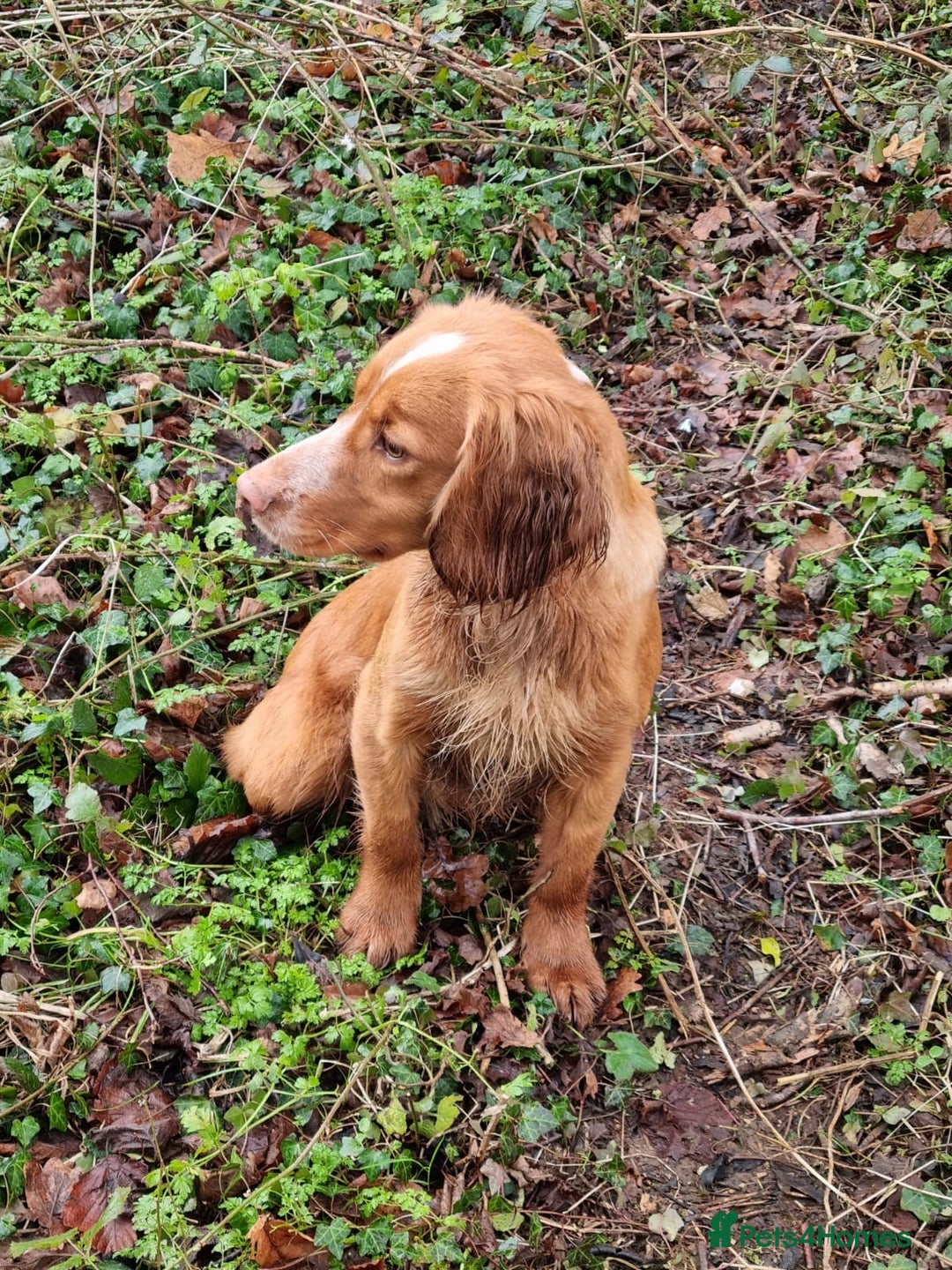 Cocker Spaniel dogs for sale: Working cocker spaniels -legally docked. - Image 7