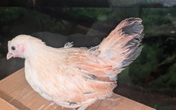 Chickens poultry for sale: Serama chicks 1 1/2 to 2 months,READ DESCRIPTION - Image 8