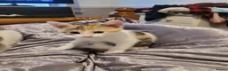 Mixed Breed cats for sale: 2 girls and one boy kittens - Advert 5