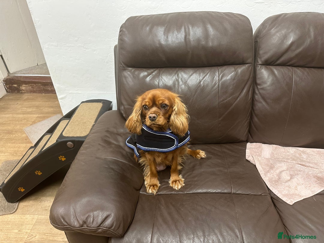 Cavapoo dogs for sale: Health Tested F1 TOY Cavapoo Puppies  - Advert 18