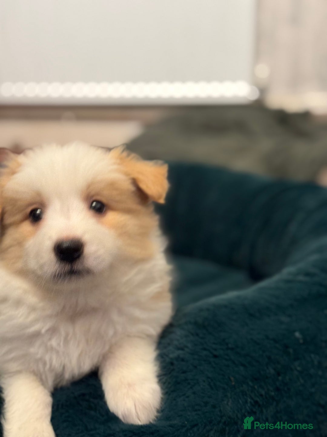 Border Collie dogs for sale: Pure Bred Border Collie Puppies For Sale - Advert 27