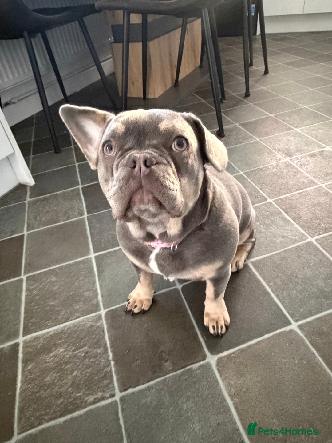 French Bulldog dogs for sale: French bulldog  - Advert 2